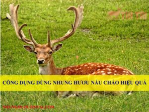 cong-dung-dung-nhung-huou-nau-chao