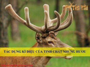 tac-dung-ki-dieu-cua-tinh-chat-nhung-huou